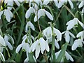 SP9314 : College Lake - Snowdrops (Galanthus nivalis) close-up by Rob Farrow