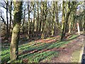 NX1258 : Deciduous woodland, near Castle Kennedy by M J Richardson