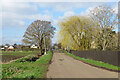 TL5065 : Waterbeach: a bright willow on Bannold Road by John Sutton