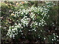 TQ3757 : Roadside snowdrops by Marathon