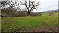 NY5163 : Field with tree at SW edge of Crowhills Plantation by Luke Shaw