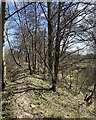 TL6459 : Nearing the southern end of The Devil's Dyke by John Sutton