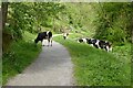 SK1573 : Cattle in Tideswell Dale by Philip Halling