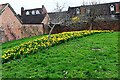 SO7875 : Daffodils in Queen Elizabeth II Jubilee Gardens (1), Bewdley, Worcs by P L Chadwick