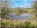 SK1827 : Geese in a pond behind an electric fence by Ian Calderwood