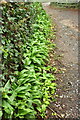 SX8964 : Ramsons, Cockington valley by Derek Harper