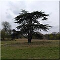 SP4079 : Cedar of Lebanon, Coombe Abbey Park by A J Paxton