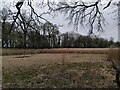 SP3978 : Reed bed in Coombe Pool by A J Paxton