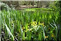 SO7642 : Reeds in a pond by Philip Halling