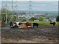 SE1025 : Cattle feeding, off Marsh Delves Road, Southowram by Humphrey Bolton