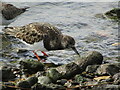 SZ1891 : Mudeford Spit - Turnstone by Colin Smith