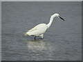 SZ1890 : Mudeford Spit - Little Egret by Colin Smith