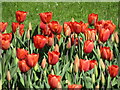 TQ0658 : Wisley - Tulips by Colin Smith