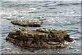 NZ4064 : Gulls on the rocks at Marsden by Robert Graham