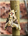 TA0528 : Anlaby Park moth, Hull by Paul Harrop