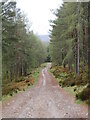 NH8914 : Track through woodland near Aviemore by Malc McDonald