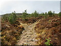 NH8713 : Track across moorland near Aviemore by Malc McDonald