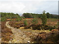 NH8713 : Track across moorland near Aviemore by Malc McDonald