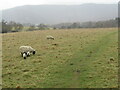 NH9012 : Sheep and lambs in a field near Aviemore by Malc McDonald