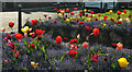 SX9265 : Flowerbeds, Babbacombe Downs by Derek Harper