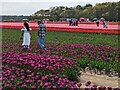 TF6925 : Tulips for Tapping 2023, near Sandringham in Norfolk - Photo 4 by Richard Humphrey