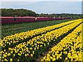 TF6925 : Tulips for Tapping 2023, near Sandringham in Norfolk - Photo 6 by Richard Humphrey