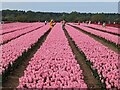 TF6925 : Tulips for Tapping 2023, near Sandringham in Norfolk - Photo 7 by Richard Humphrey