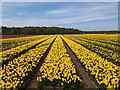 TF6925 : Tulips for Tapping 2023, near Sandringham in Norfolk - Photo 10 by Richard Humphrey