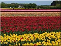 TF6925 : Tulips for Tapping 2023, near Sandringham in Norfolk - Photo 12 by Richard Humphrey