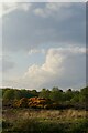 TM4569 : Looking north from the car park, Westleton Heath by Christopher Hilton