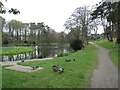 NJ9411 : Ducks by the pond, Denmore, Aberdeen by Malc McDonald