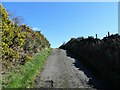 NZ1054 : Gorse beside Whinny Lane by Robert Graham