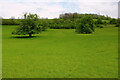 TQ3655 : Trees in field, Woldingham School by Derek Harper