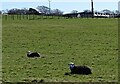 NZ1054 : Herdwick sheep by Robert Graham