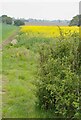 TM1926 : Rapeseed and Footpath 159_1 by Glyn Baker