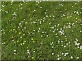 SK6143 : Buttercups and daisies, Gedling Country Park by Alan Murray-Rust