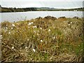 NS4879 : Shore-side vegetation by Richard Sutcliffe