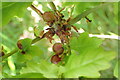 TQ8224 : Cherry Wasp Galls by Phil Brandon Hunter