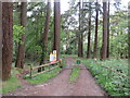 SU8939 : Track into woodland near Thursley, Surrey by Malc McDonald