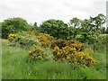 NO4710 : Scrubland south of Cameron Reservoir by Scott Cormie