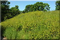 SX9065 : Alexanders, Stantaway Hill by Derek Harper