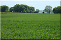  : Farmland, Clyffe Pypard by Andrew Smith