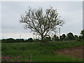 NT8856 : Ash tree near Easter Crowbutt by M J Richardson