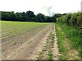 SK6250 : Footpath long the hedgerow by Alan Murray-Rust