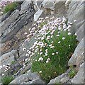 G7157 : Little white flowers at Mullaghmore by Gerald England