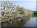 SJ8906 : Hedgerow trees in blossom by Christine Johnstone