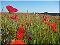 NT6779 : From Tyne To Tyne : Wildflower Bed At Winterfield Park, Dunbar by Richard West