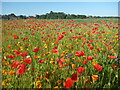 NT6779 : East Lothian Townscape : Wildflower Bed at Winterfield Park, Dunbar by Richard West