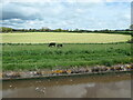 SJ6640 : Cattle grazing on a strip of land by Christine Johnstone