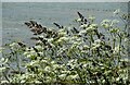 NO5201 : Cow parsley and grasses by Richard Sutcliffe